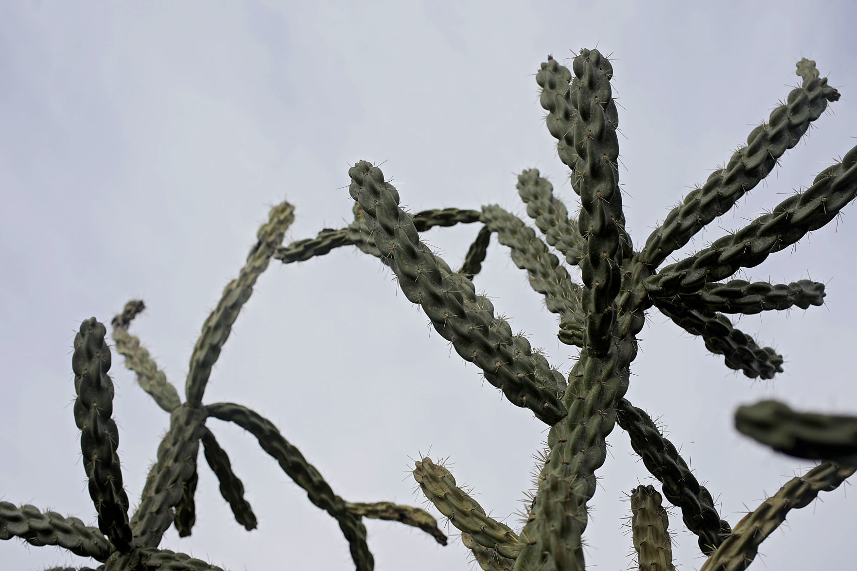 Tulsa Botanic Garden